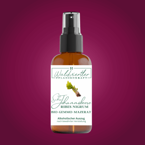 BIO-Gemmo-Mazerat Schwarze Johannisbeere 50ml